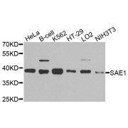 Western blot analysis of extracts of various cell lines, using SAE1 antibody (abx135880) at 1/1000 dilution.