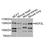 Western blot analysis of extracts of various cell lines, using MCF2L antibody (abx135886) at 1/1000 dilution.