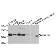 Western blot analysis of extracts of various cell lines, using RRAGD antibody (abx135899) at 1/1000 dilution.