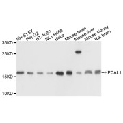 Western blot analysis of extracts of various cell lines, using HPCAL1 antibody (abx135937) at 1/1000 dilution.