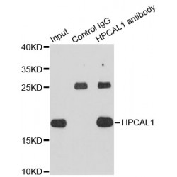 Hippocalcin-Like Protein 1 (HPCAL1) Antibody