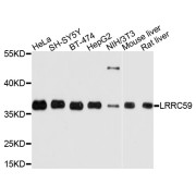 Western blot analysis of extracts of various cell lines, using LRRC59 antibody (abx135940) at 1/1000 dilution.