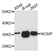 Western blot analysis of extracts of various cell lines, using NOSIP antibody (abx135942) at 1/1000 dilution.