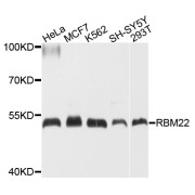 Western blot analysis of extracts of various cell lines, using RBM22 antibody (abx135943) at 1/1000 dilution.