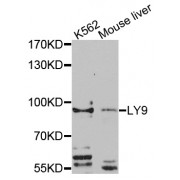 Western blot analysis of extracts of various cell lines, using LY9 antibody (abx135950) at 1/1000 dilution.