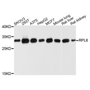 Western blot analysis of extracts of various cell lines, using RPL8 antibody (abx135960) at 1/1000 dilution.