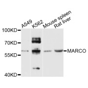 Western blot analysis of extracts of various cell lines, using MARCO antibody (abx135966) at 1/1000 dilution.