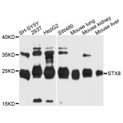 Western blot analysis of extracts of various cell lines, using STX8 antibody (abx135968) at 1/1000 dilution.