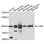 Western blot analysis of extracts of various cell lines, using IL17RA antibody (abx135970) at 1/1000 dilution.