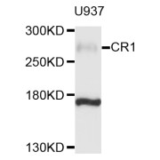 Western blot analysis of extracts of U-937 cells, using CR1 antibody (abx135977) at 1/1000 dilution.