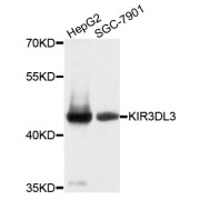 Western blot analysis of extracts of various cell lines, using KIR3DL3 antibody (abx135982) at 1/1000 dilution.