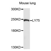 Western blot analysis of extracts of mouse lung, using LY75 antibody (abx135983) at 1/1000 dilution.