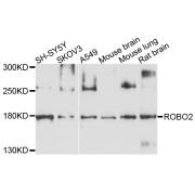 Western blot analysis of extracts of various cell lines, using ROBO2 antibody (abx135988) at 1/1000 dilution.