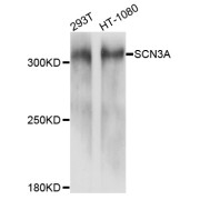 Western blot analysis of extracts of various cell lines, using SCN3A antibody (abx135990) at 1/1000 dilution.