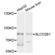 Western blot analysis of extracts of various cell lines, using SLCO2B1 antibody (abx135991) at 1/1000 dilution.