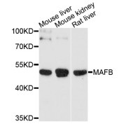 Western blot analysis of extracts of various cell lines, using MAFB antibody (abx135995) at 1/1000 dilution.