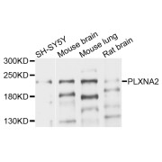 Western blot analysis of extracts of various cell lines, using PLXNA2 antibody (abx136005) at 1/1000 dilution.