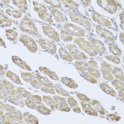 Beta-Microseminoprotein (MSMB) Antibody