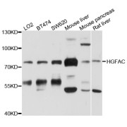 Western blot analysis of extracts of various cell lines, using HGFAC antibody (abx136024) at 1/1000 dilution.