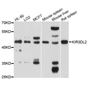 Western blot analysis of extracts of various cell lines, using KIR3DL2 antibody (abx136027) at 1/1000 dilution.