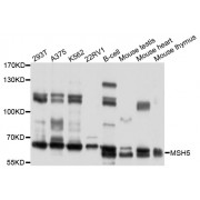 Western blot analysis of extracts of various cell lines, using MSH5 antibody (abx136031) at 1/1000 dilution.