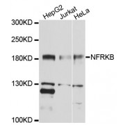 Western blot analysis of extracts of various cell lines, using NFRKB antibody (abx136034) at 1/1000 dilution.