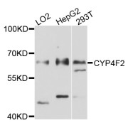 Western blot analysis of extracts of various cell lines, using CYP4F2 antibody (abx136038) at 1/1000 dilution.