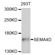 Western blot analysis of extracts of 293T cells, using SEMA4D antibody (abx136046) at 1/1000 dilution.