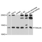 Western blot analysis of extracts of various cell lines, using TXNL4A antibody (abx136048) at 1/1000 dilution.