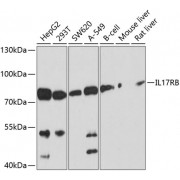 Western blot analysis of extracts of various cell lines, using IL17RB antibody (abx136057) at 1/1000 dilution.