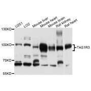 Western blot analysis of extracts of various cell lines, using TAS1R3 antibody (abx136067) at 1/1000 dilution.