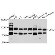 Western blot analysis of extracts of various cell lines, using GFM2 antibody (abx136068) at 1/1000 dilution.