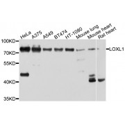 Western blot analysis of extracts of various cell lines, using LOXL1 antibody (abx136087) at 1/1000 dilution.