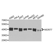 Western blot analysis of extracts of various cell lines, using WDR77 antibody (abx136133) at 1/1000 dilution.