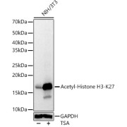 Western blot analysis of lysates from NIH/3T3 cells, using Acetyl-Histone H3-K27 Antibody at 1/2000 dilution. NIH/3T3 cells were treated by TSA (1 uM) at 37 °C for 18 hours. Secondary antibody: HRP-conjugated Goat anti-Rabbit IgG (H+L) at 1/10000 dilution. Lysates/proteins: 25 µg per lane. Blocking buffer: 3% nonfat dry milk in TBST. Exposure time: 1s.