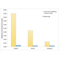 Histone H3R8me2a Antibody