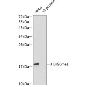 Western blot analysis of various lysates using MonoMethyl-Histone H3-R26 Antibody. Secondary antibody: HRP-conjugated Goat anti-Rabbit IgG (H+L) at 1/10000 dilution. Lysates/proteins: 25 µg per lane. Blocking buffer: 3% nonfat dry milk in TBST.