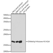 Western blot analysis of various lysates using DiMethyl-Histone H3-K14 Antibody at 1/1000 dilution. Secondary antibody: HRP-conjugated Goat anti-Rabbit IgG (H+L) at 1/10000 dilution. Lysates/proteins: 25 µg per lane. Blocking buffer: 3% nonfat dry milk in TBST. Exposure time: 180s.