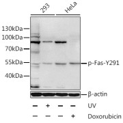 Western blot analysis of lysates from 293 and HeLa cells, using Phospho-Fas-Y291 Antibody at 1/1000 dilution. 293 cells were treated by UV for 15-30 minutes. HeLa cells were treated by Doxorubicin (0.5uM) for 24 hours. Secondary antibody: HRP-conjugated Goat anti-Rabbit IgG (H+L) at 1/10000 dilution. Lysates/proteins: 25 µg per lane. Blocking buffer: 3% BSA.