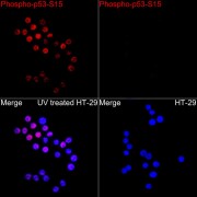 Western blot analysis of lysates from 293T cells using Phospho-p53-S15 Antibody at 1/900 dilution. 293T cells were treated by UV at room temperature for 15-30 minutes. Secondary antibody: HRP-conjugated Goat anti-Rabbit IgG (H+L) at 1/10000 dilution. Lysates/proteins: 25 µg per lane. Blocking buffer: 3% nonfat dry milk in TBST. Exposure time: 60s.