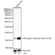 Western blot analysis of lysates from NIH/3T3 cells using Phospho-Histone H2AX-S139 Antibody at 1/400 dilution. NIH/3T3 cells were treated by UV at room temperature for 15-30 minutes. Secondary antibody: HRP-conjugated Goat anti-Rabbit IgG (H+L) at 1/10000 dilution. Lysates/proteins: 25 µg per lane. Blocking buffer: 3% nonfat dry milk in TBST. Exposure time: 20s.