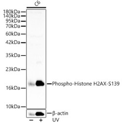 Histone H2A.x (pS139) Antibody