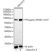 Western blot analysis of lysates from NIH/3T3 cells, using Phospho-NFKB1 p105/p50-S337 Antibody at 1/1000 dilution. NIH/3T3 cells were treated by Calyculin A (100 nM) at 37 °C for 30 minutes after serum-starvation overnight. Secondary antibody: HRP-conjugated Goat anti-Rabbit IgG (H+L) at 1/10000 dilution. Lysates/proteins: 25 µg per lane. Blocking buffer: 3% nonfat dry milk in TBST. Exposure time: 20s.