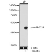 Western blot analysis of lysates from C6 cells, using Phospho-VASP-S239 Antibody at 1/1000 dilution. C6 cells were treated by Forskolin (10 uM) at 37 °C for 1 hour after serum-starvation overnight. Secondary antibody: HRP-conjugated Goat anti-Rabbit IgG (H+L) at 1/10000 dilution. Lysates/proteins: 25 µg per lane. Blocking buffer: 3% nonfat dry milk in TBST. Exposure time: 90s.