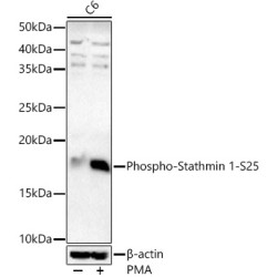 Stathmin 1 Phospho-Ser25 (STMN1 pS25) Antibody