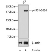 Western blot analysis of lysates from 3T3 cells, using Phospho-IRS1-S636 Antibody. Secondary antibody: HRP-conjugated Goat anti-Rabbit IgG (H+L) at 1/10000 dilution. Lysates/proteins: 25 µg per lane. Blocking buffer: 3% BSA.