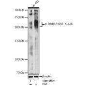 Western blot analysis of lysates from A-431 cells, using Phospho-ErbB3/HER3-Y1328 Antibody at 1/2000 dilution. A-431 cells were treated by EGF (100 ng/ml) at 37 °C for 30 minutes after serum-starvation overnight. Secondary antibody: HRP-conjugated Goat anti-Rabbit IgG (H+L) at 1/10000 dilution. Lysates/proteins: 25 µg per lane. Blocking buffer: 3% nonfat dry milk in TBST. Exposure time: 5s.