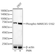 Western blot analysis of lysates from 293T cells, using Phospho-MARCKS-S162 Antibody at 1/400 dilution. 293T cells were treated by PMA/TPA (200 nM) at 37 °C for 30 minutes after serum-starvation overnight. Secondary antibody: HRP-conjugated Goat anti-Rabbit IgG (H+L) at 1/10000 dilution. Lysates/proteins: 25 µg per lane. Blocking buffer: 3% nonfat dry milk in TBST. Exposure time: 180s.