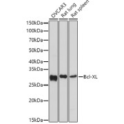 Western blot analysis of various lysates using Bcl-XL Antibody at 1/1000 dilution. Secondary antibody: HRP-conjugated Goat anti-Rabbit IgG (H+L) at 1/10000 dilution. Lysates/proteins: 25 µg per lane. Blocking buffer: 3% nonfat dry milk in TBST. Exposure time: 30s.