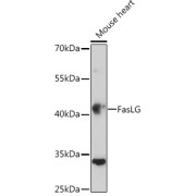 Western blot analysis of lysates from wild type (WT) and 293T cells transfected with FasLG using FasLG Antibody at 1/600 dilution. Secondary antibody: HRP-conjugated Goat anti-Rabbit IgG (H+L) at 1/10000 dilution. Lysates/proteins: 25 µg per lane. Blocking buffer: 3% nonfat dry milk in TBST. Exposure time: 180s.